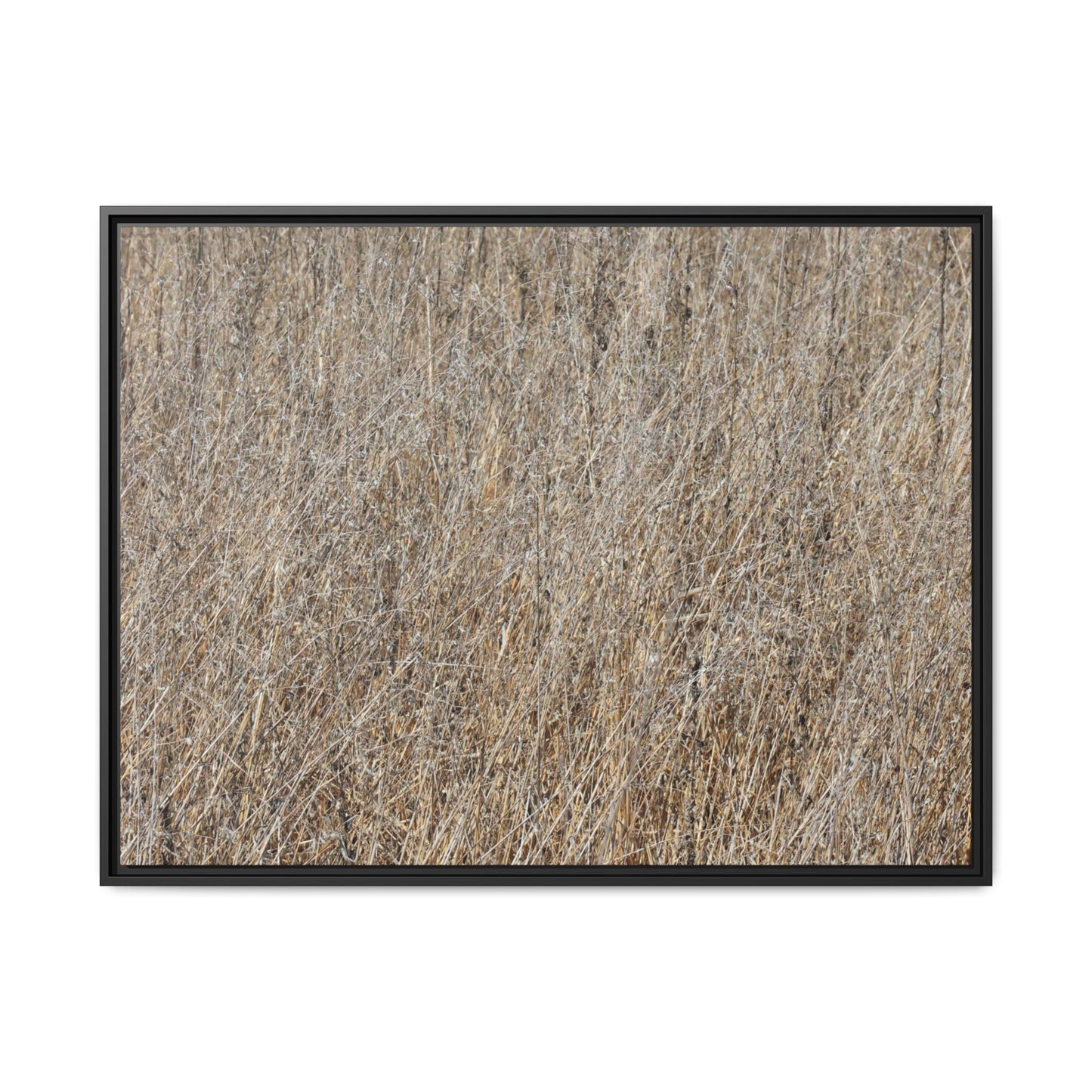 Whispers of Straw - Unique Stretched Canvas Wall Art - Art By Earth