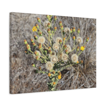 Whispers of the Dry Meadow - Unique Stretched Canvas Wall Art - Art By Earth
