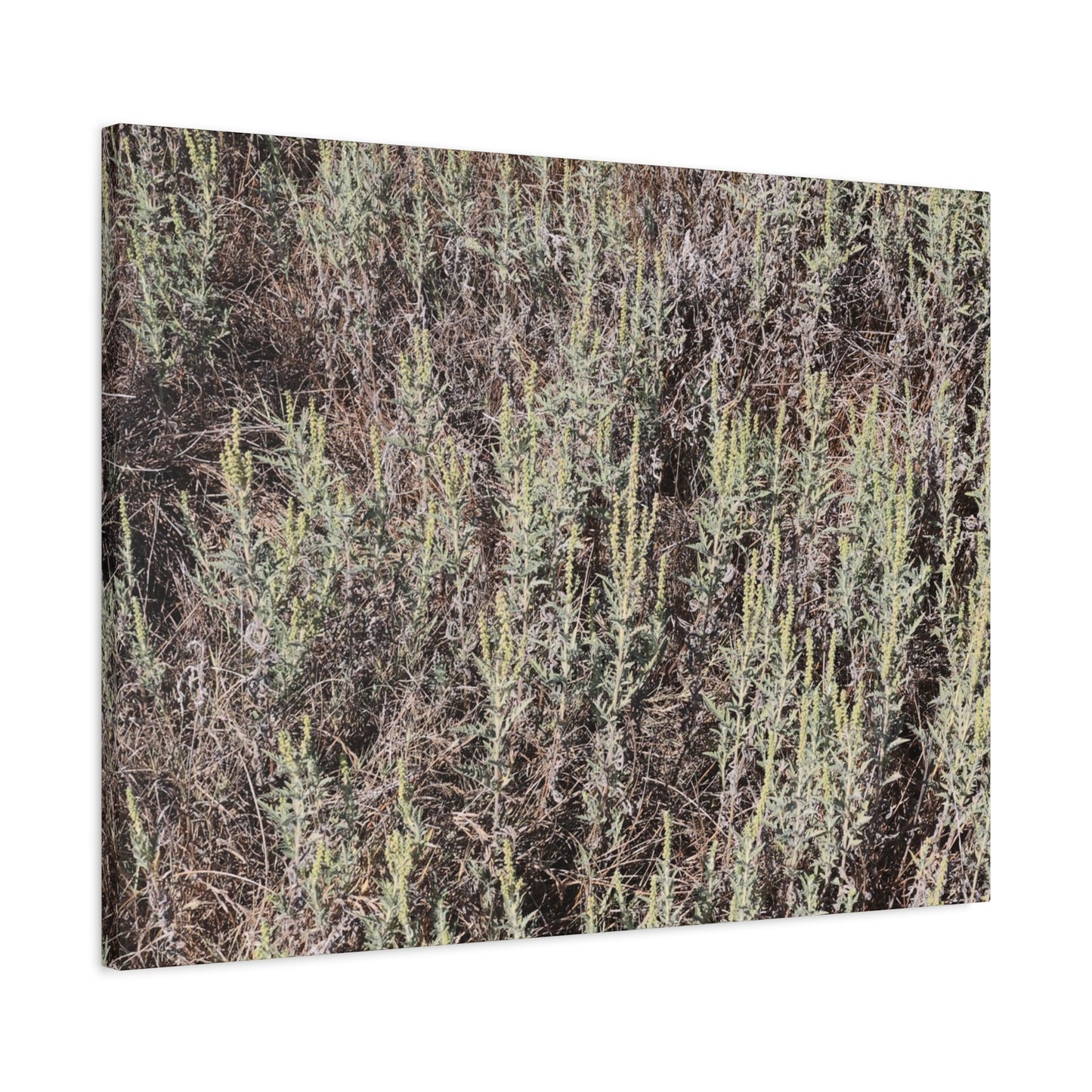 Whispers in the Sage - Unique Stretched Canvas Wall Art - Art By Earth