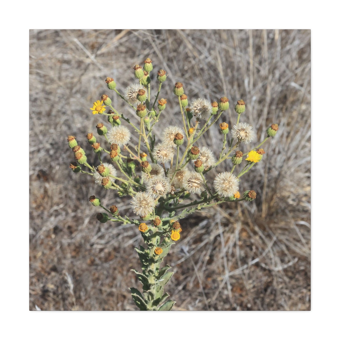 Whispers of the Dry Meadow - Unique Stretched Canvas Wall Art - Art By Earth