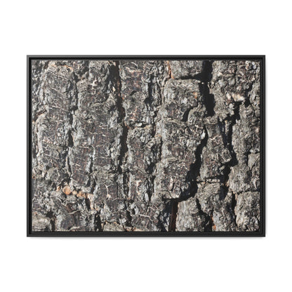 Bark Study in Gray - Unique Stretched Canvas Wall Art