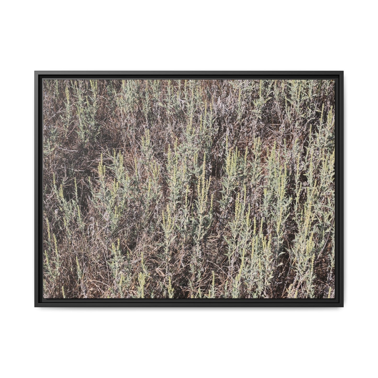 Sage Fields Forever - Unique Stretched Canvas Wall Art - Art By Earth
