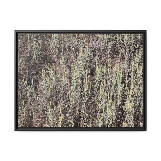 Sage Fields Forever - Unique Stretched Canvas Wall Art - Art By Earth