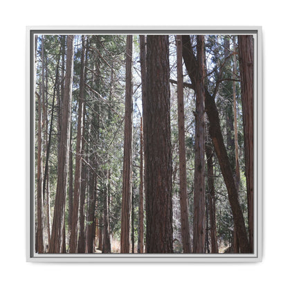 Forest Cathedral - Unique Stretched Canvas Wall Art