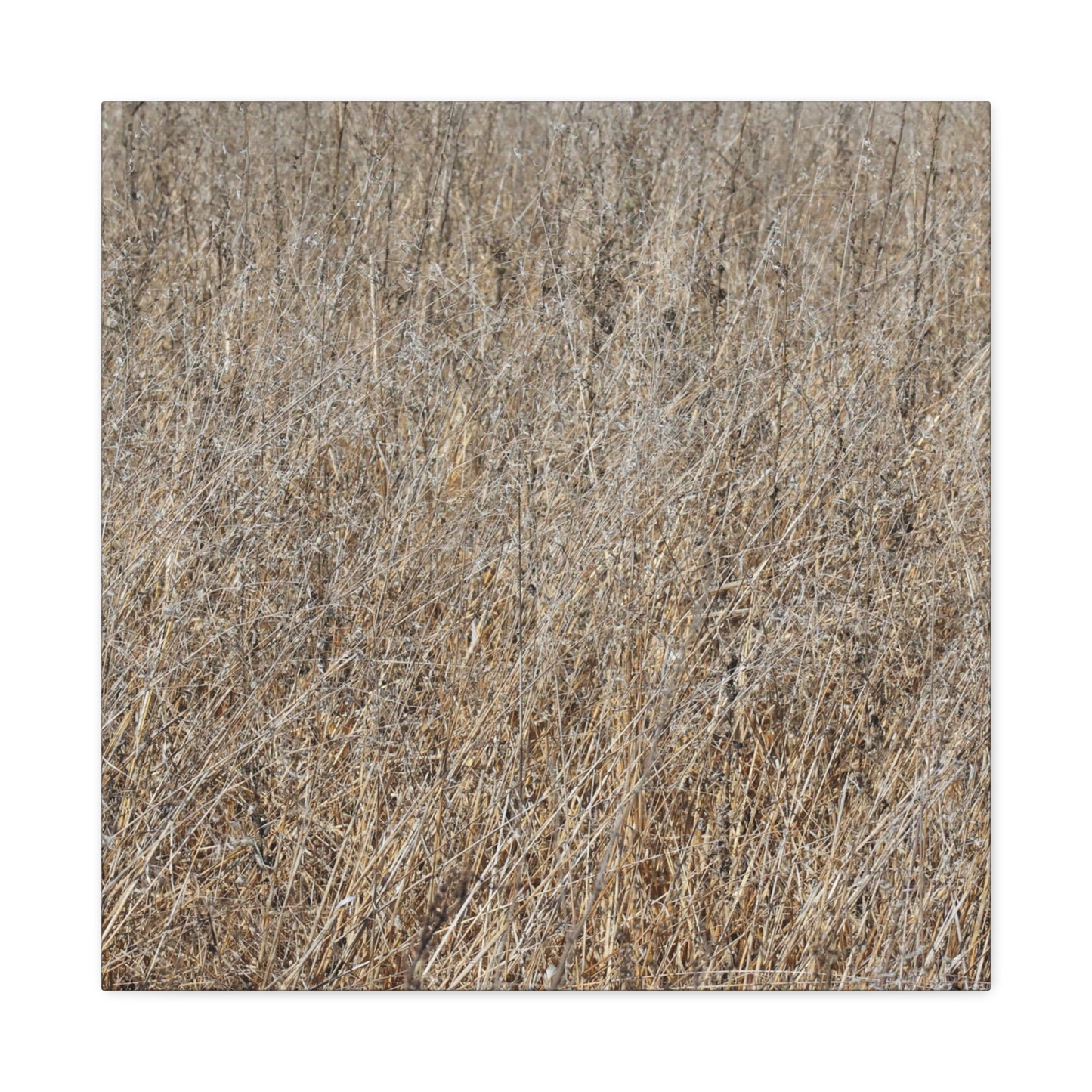 Silent Prairie - Unique Frameless Canvas Wall Art - Art By Earth