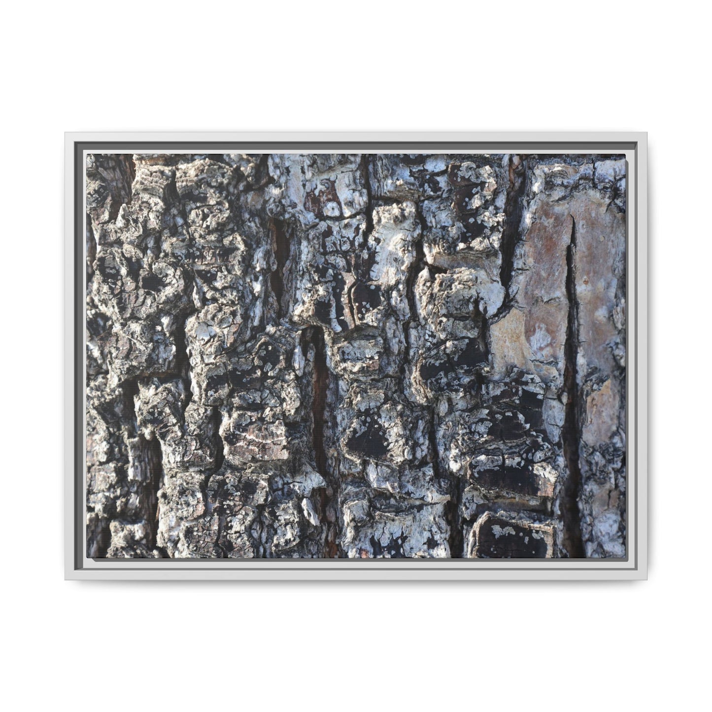 The Bark Chronicles - Unique Stretched Canvas Wall Art