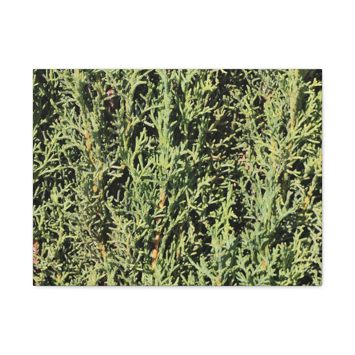 Emerald Tapestry - Unique Frameless Canvas Wall Art - Art By Earth