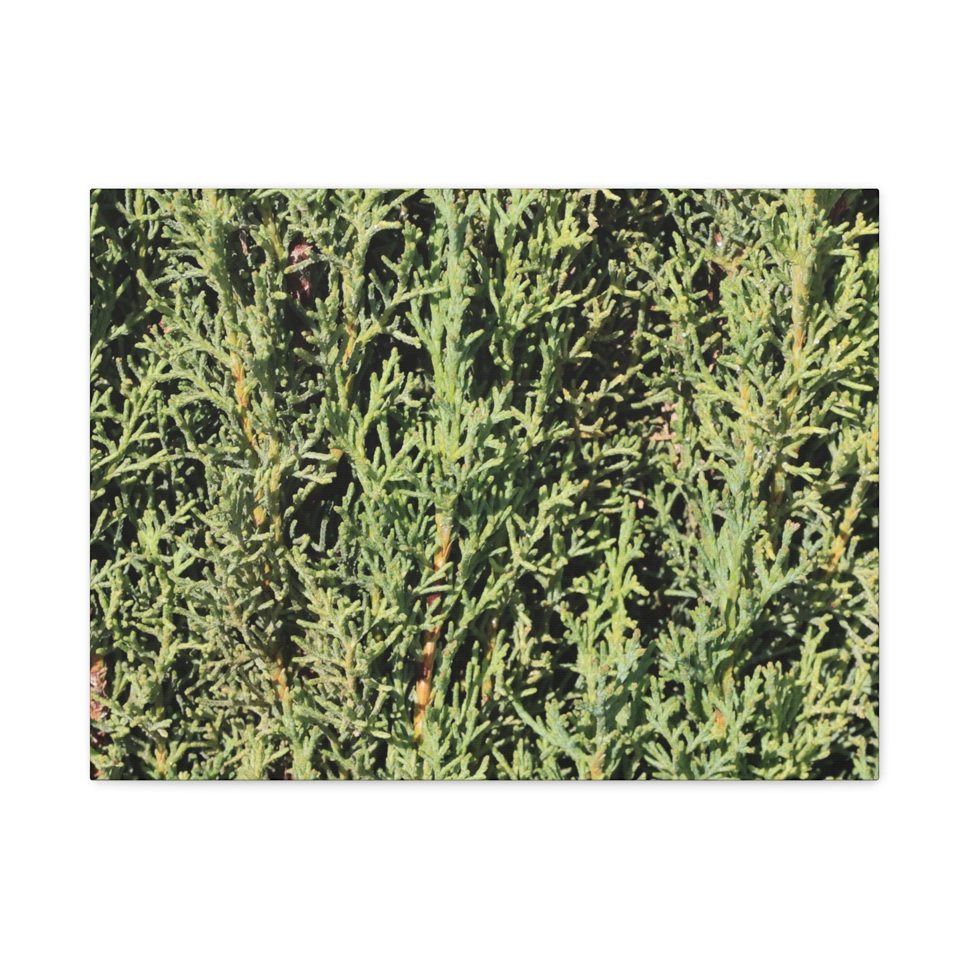 Emerald Tapestry - Unique Frameless Canvas Wall Art - Art By Earth