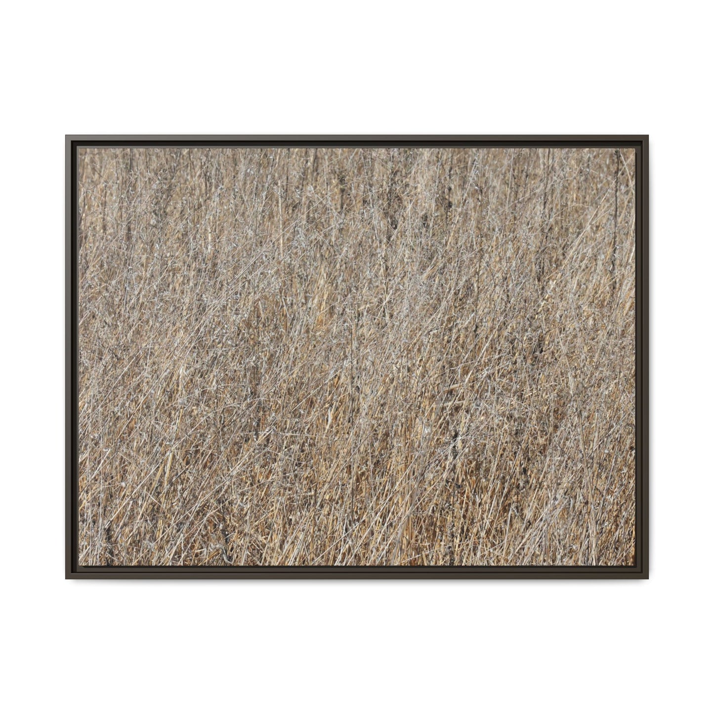 Whispers of Straw - Unique Stretched Canvas Wall Art - Art By Earth