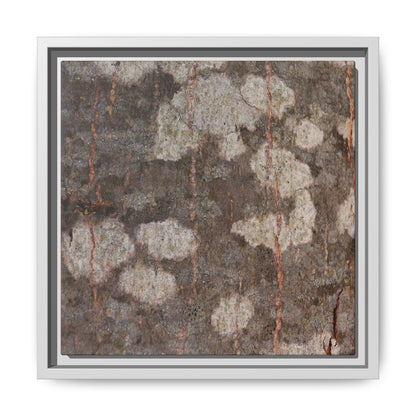 Lichen's Legacy - Unique Stretched Canvas Wall Art