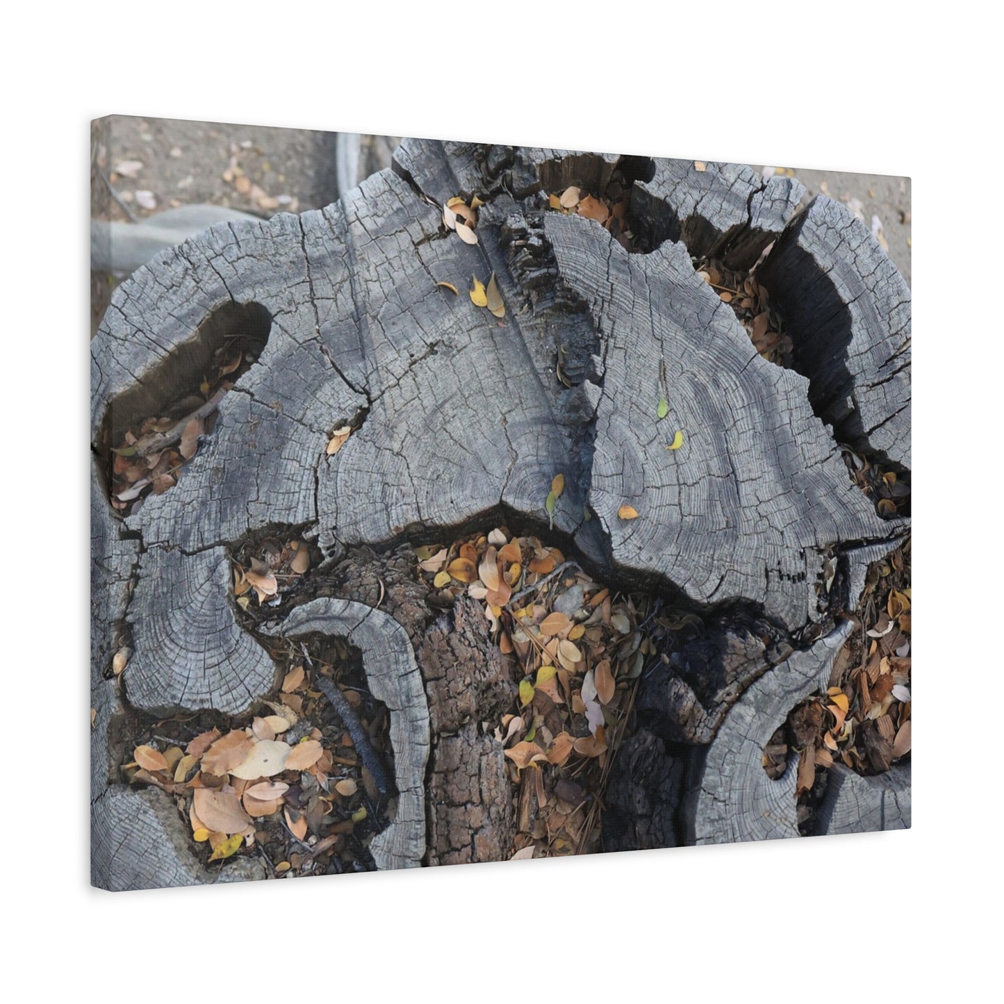 Weathered Woodland Whispers - Unique Frameless Canvas Wall Art