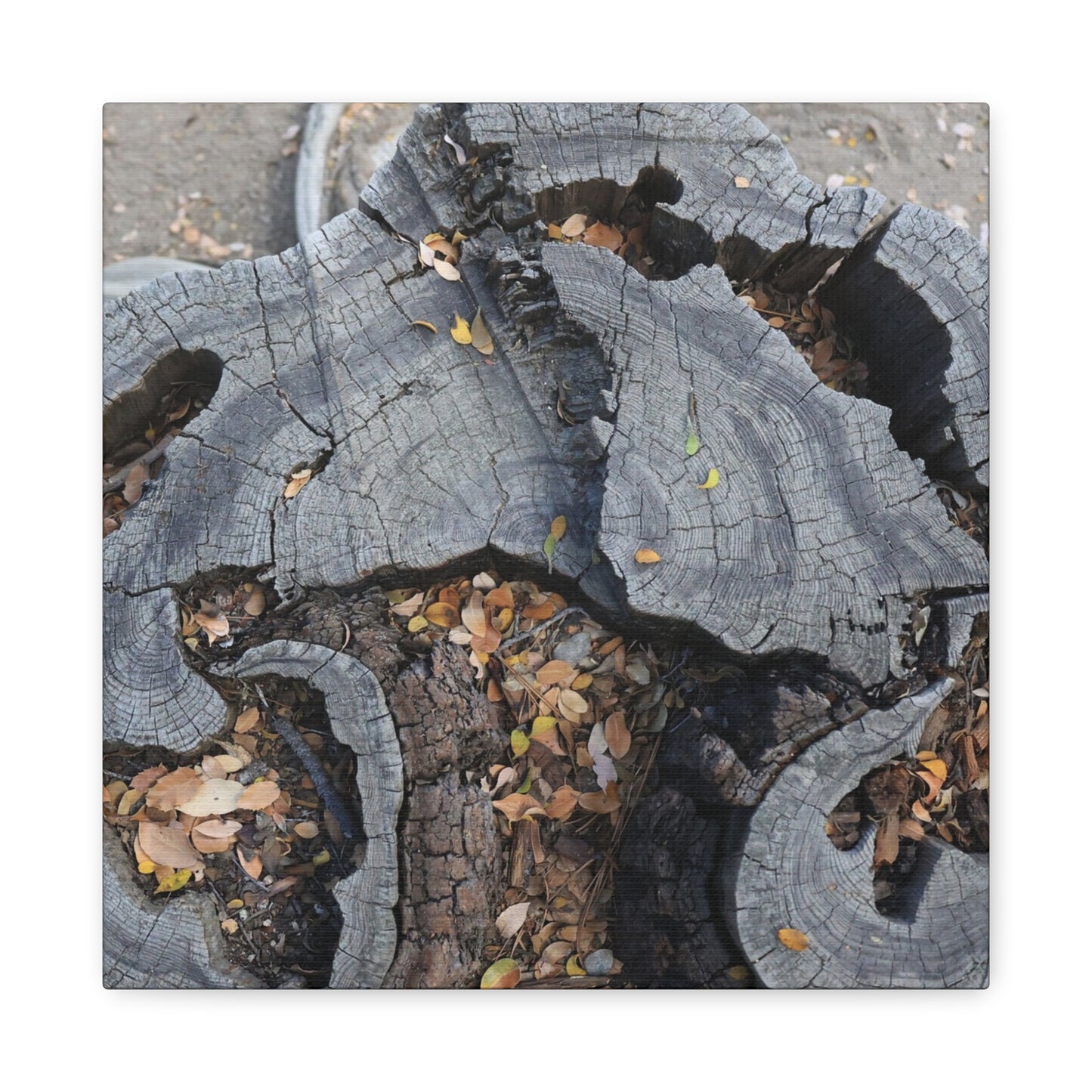 Weathered Woodland Whispers - Unique Frameless Canvas Wall Art