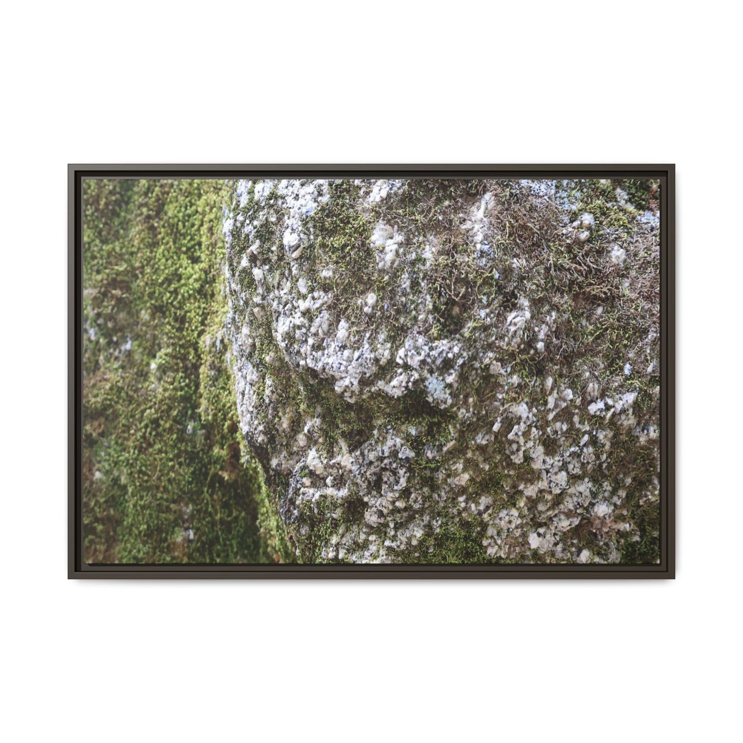 Lichen Landscape - Unique Stretched Canvas Wall Art