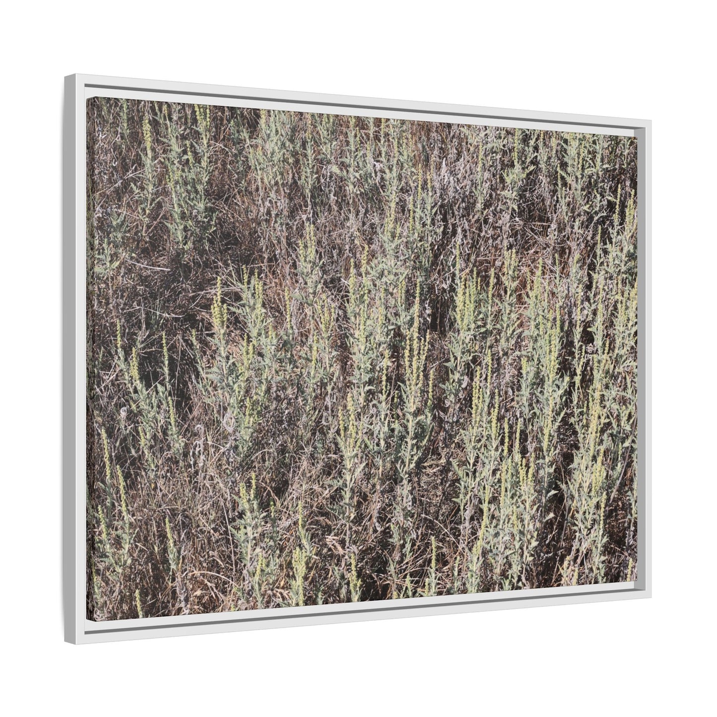 Sage Fields Forever - Unique Stretched Canvas Wall Art - Art By Earth