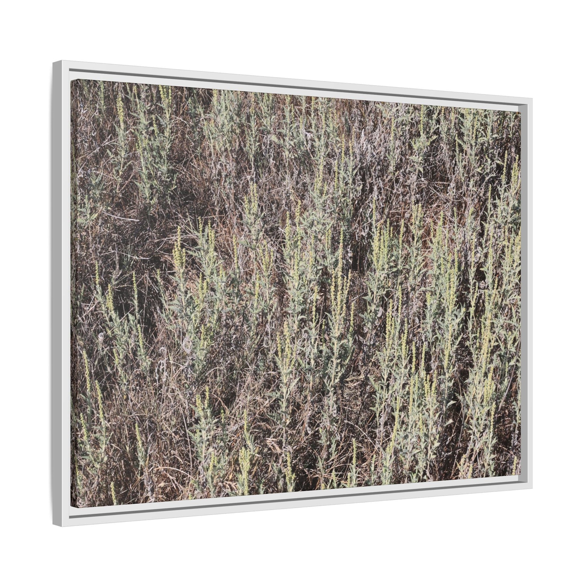 Sage Fields Forever - Unique Stretched Canvas Wall Art - Art By Earth