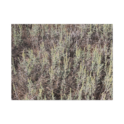 Whispers in the Sage - Unique Stretched Canvas Wall Art - Art By Earth