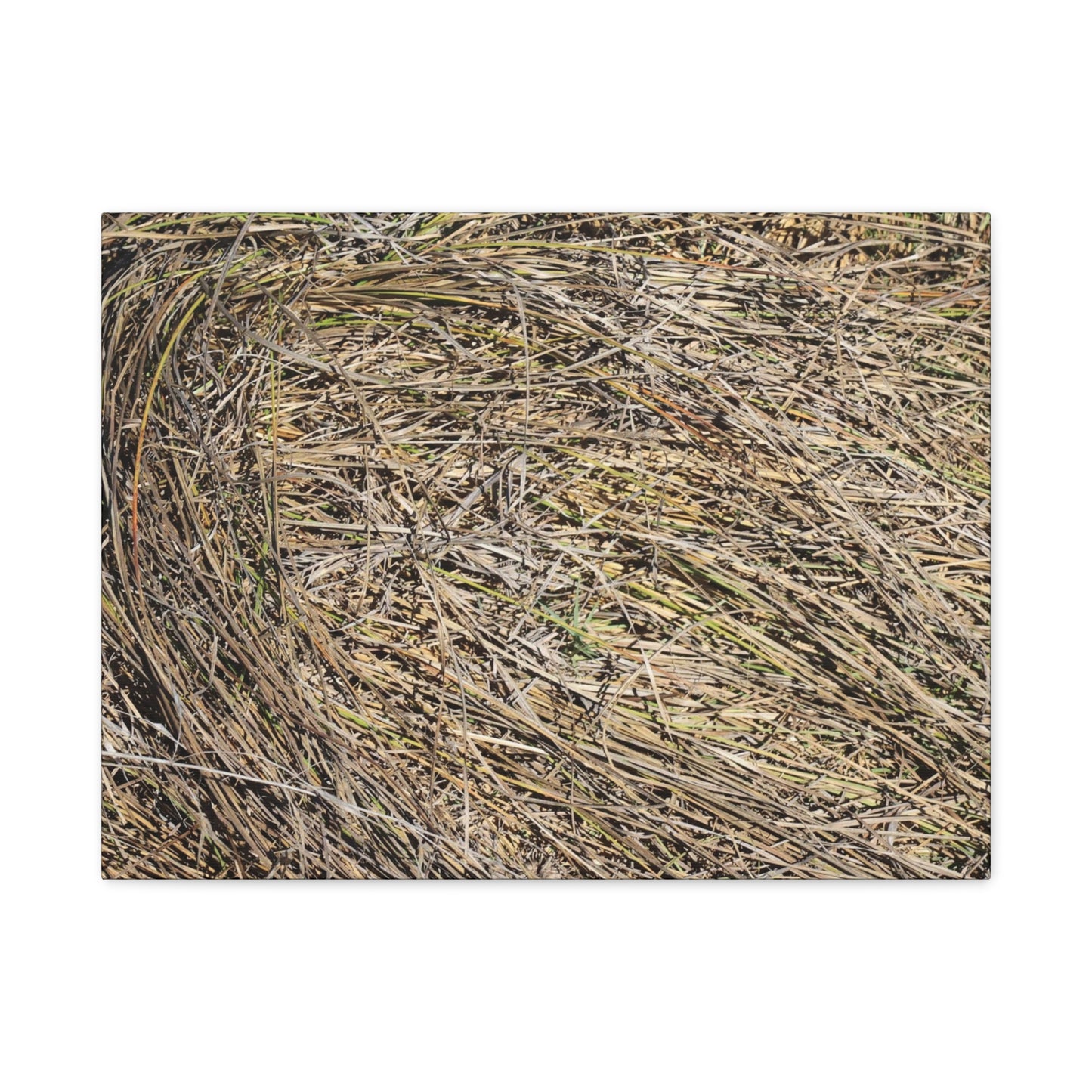 Tangled Hay - Unique Stretched Canvas Wall Art - Art By Earth
