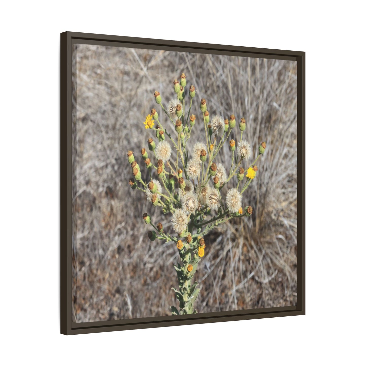 Whispers of the Dry Grass - Unique Stretched Canvas Wall Art - Art By Earth