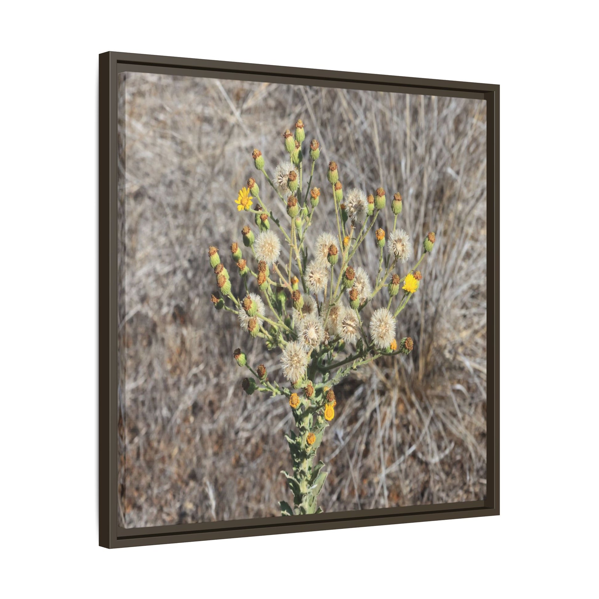 Whispers of the Dry Grass - Unique Stretched Canvas Wall Art - Art By Earth