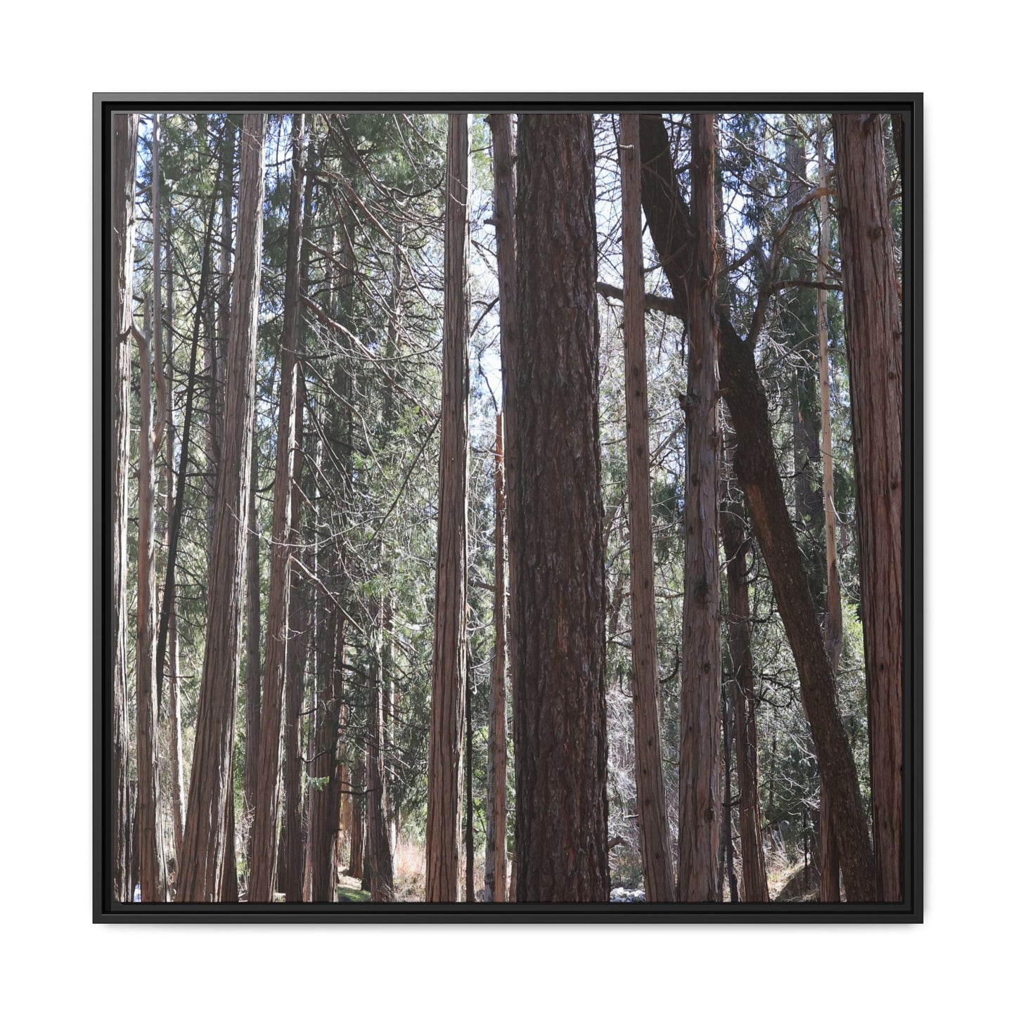 Forest Cathedral - Unique Stretched Canvas Wall Art