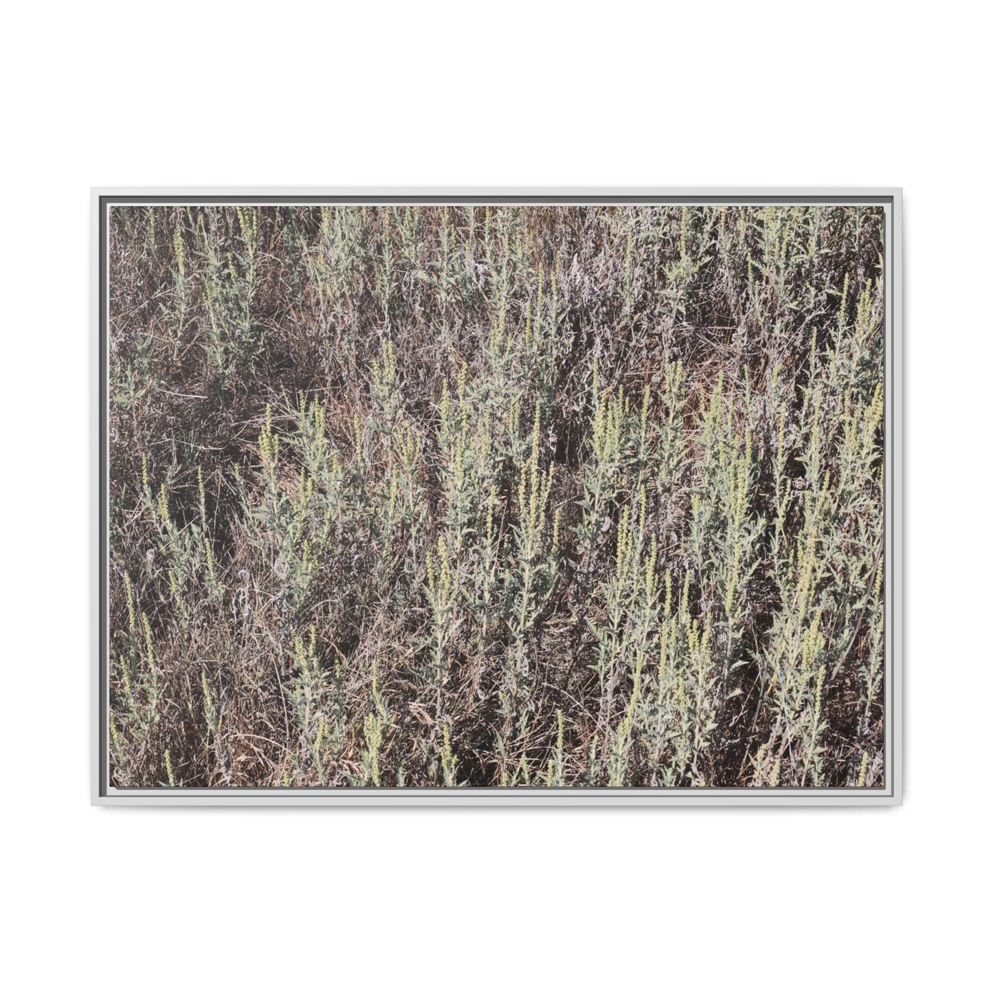 Sage Fields Forever - Unique Stretched Canvas Wall Art - Art By Earth