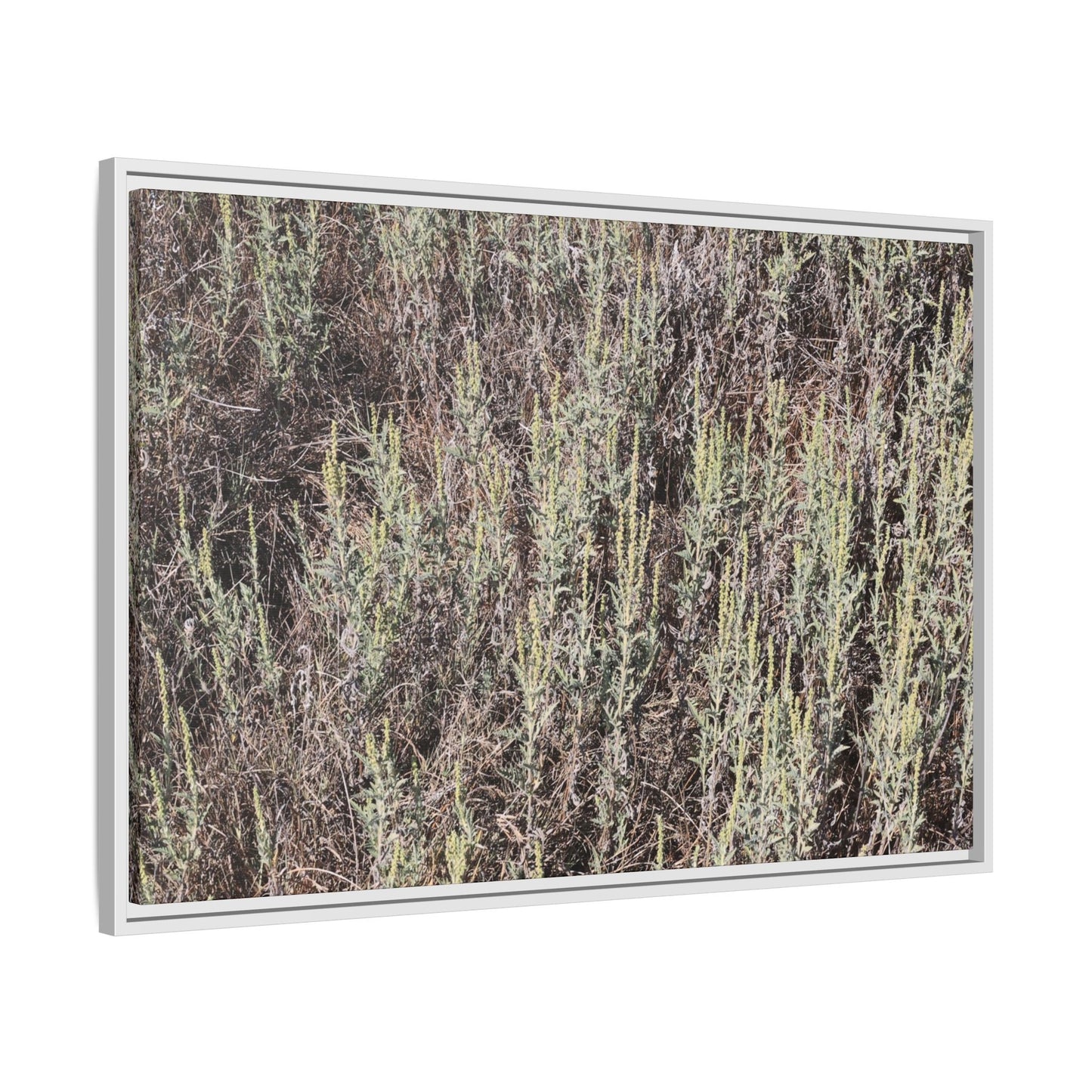 Sage Fields Forever - Unique Stretched Canvas Wall Art - Art By Earth