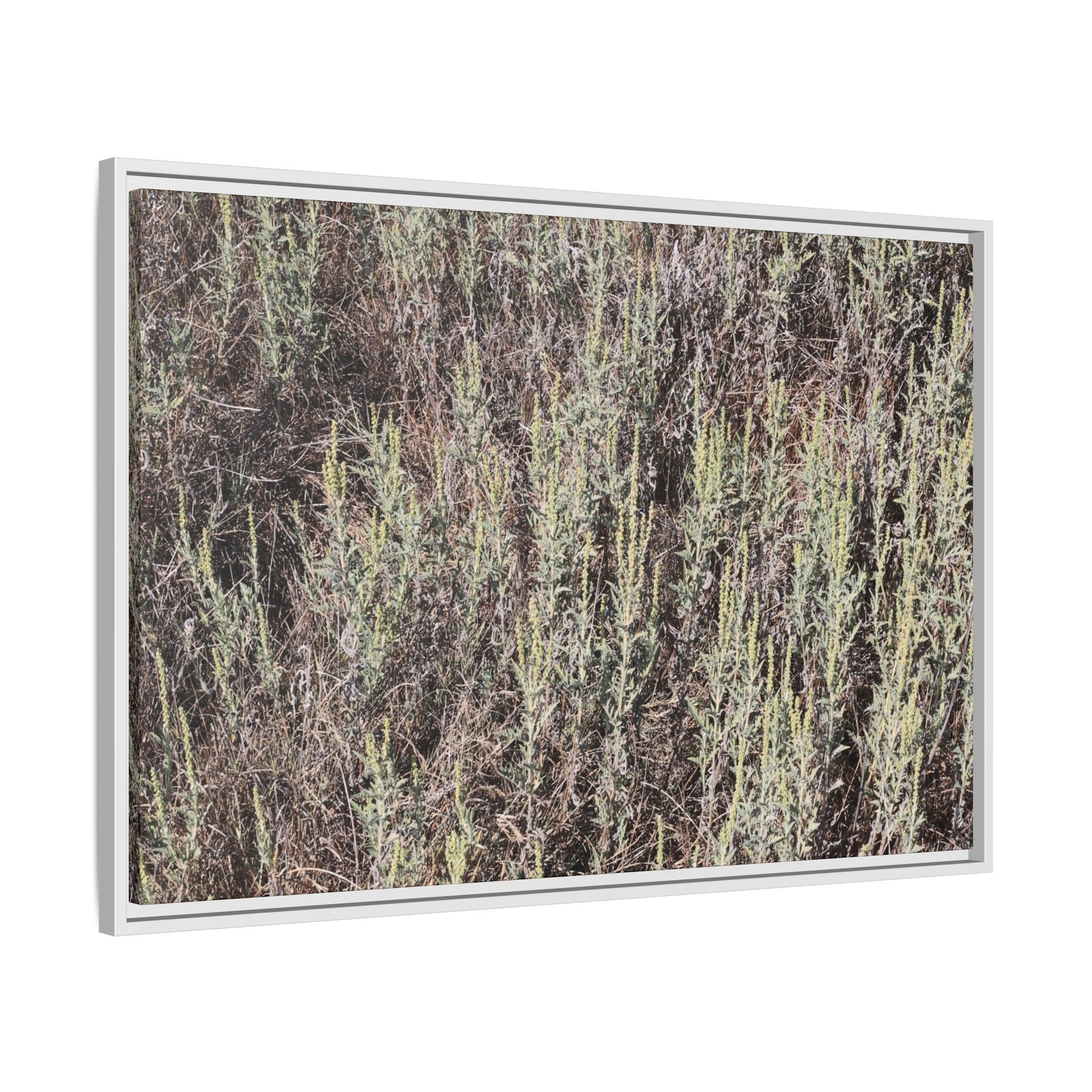 Sage Fields Forever - Unique Stretched Canvas Wall Art - Art By Earth