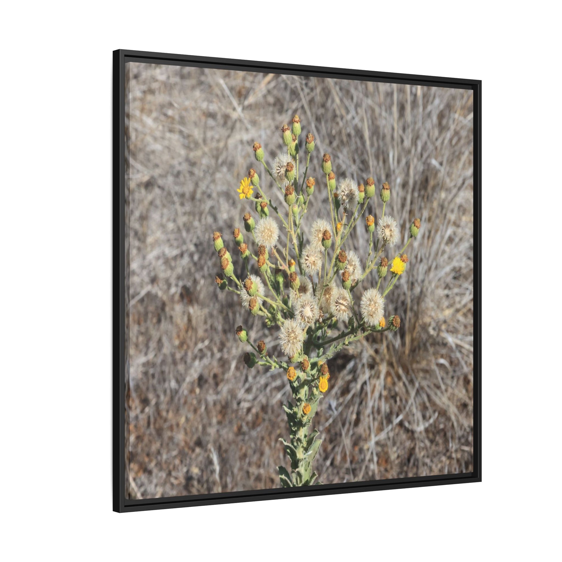 Whispers of the Dry Grass - Unique Stretched Canvas Wall Art - Art By Earth