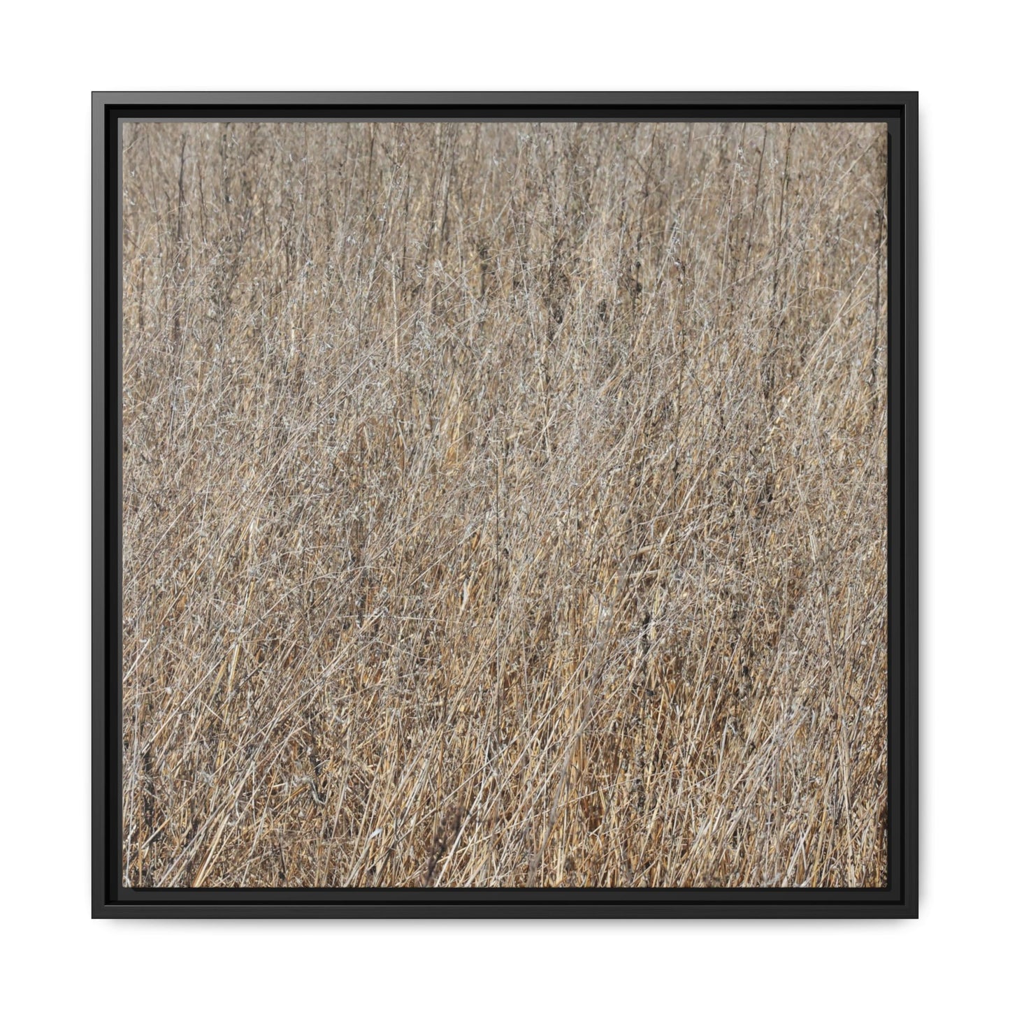 Dry Straw Symphony - Unique Stretched Canvas Wall Art - Art By Earth