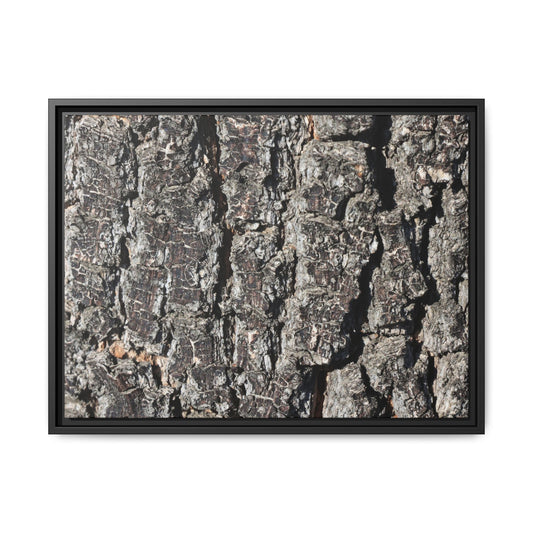 Bark Study in Gray - Unique Stretched Canvas Wall Art