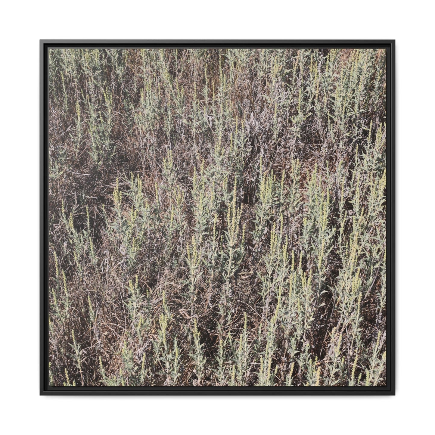 Sage Fields Forever - Unique Stretched Canvas Wall Art - Art By Earth
