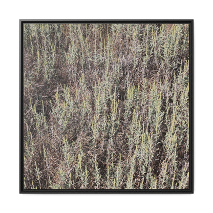 Sage Fields Forever - Unique Stretched Canvas Wall Art - Art By Earth