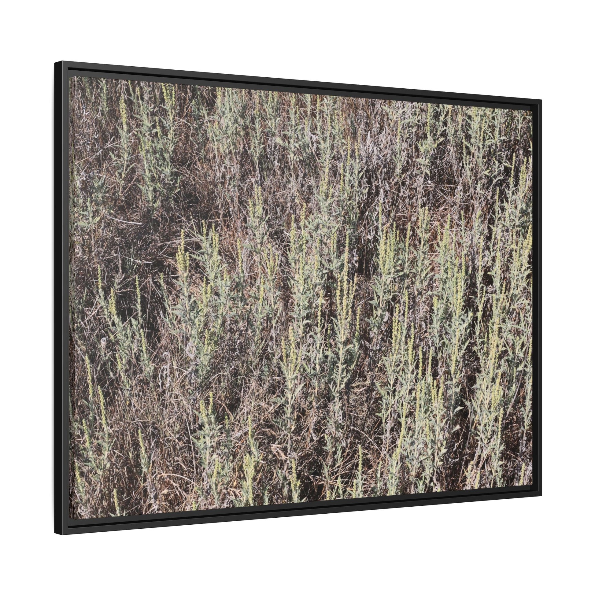 Sage Fields Forever - Unique Stretched Canvas Wall Art - Art By Earth