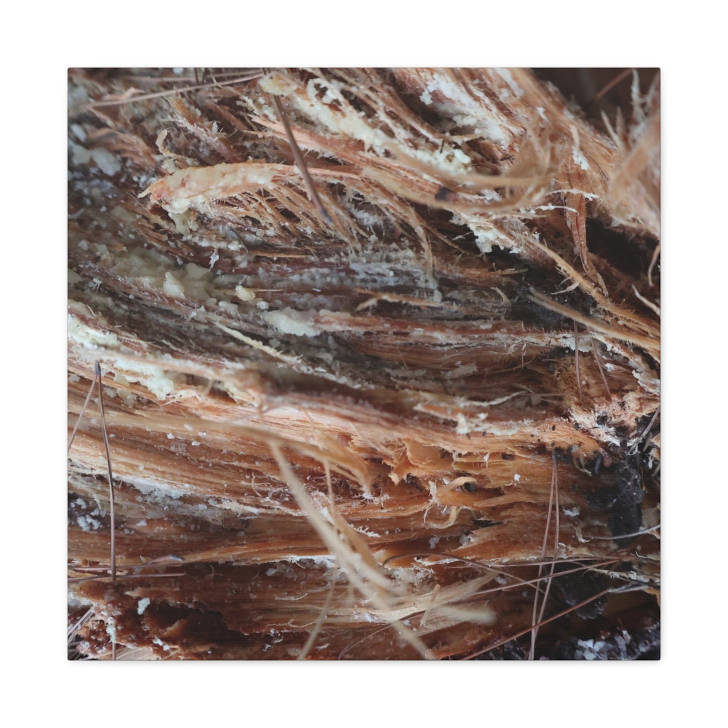 Decaying Whispers - Unique Frameless Canvas Wall Art