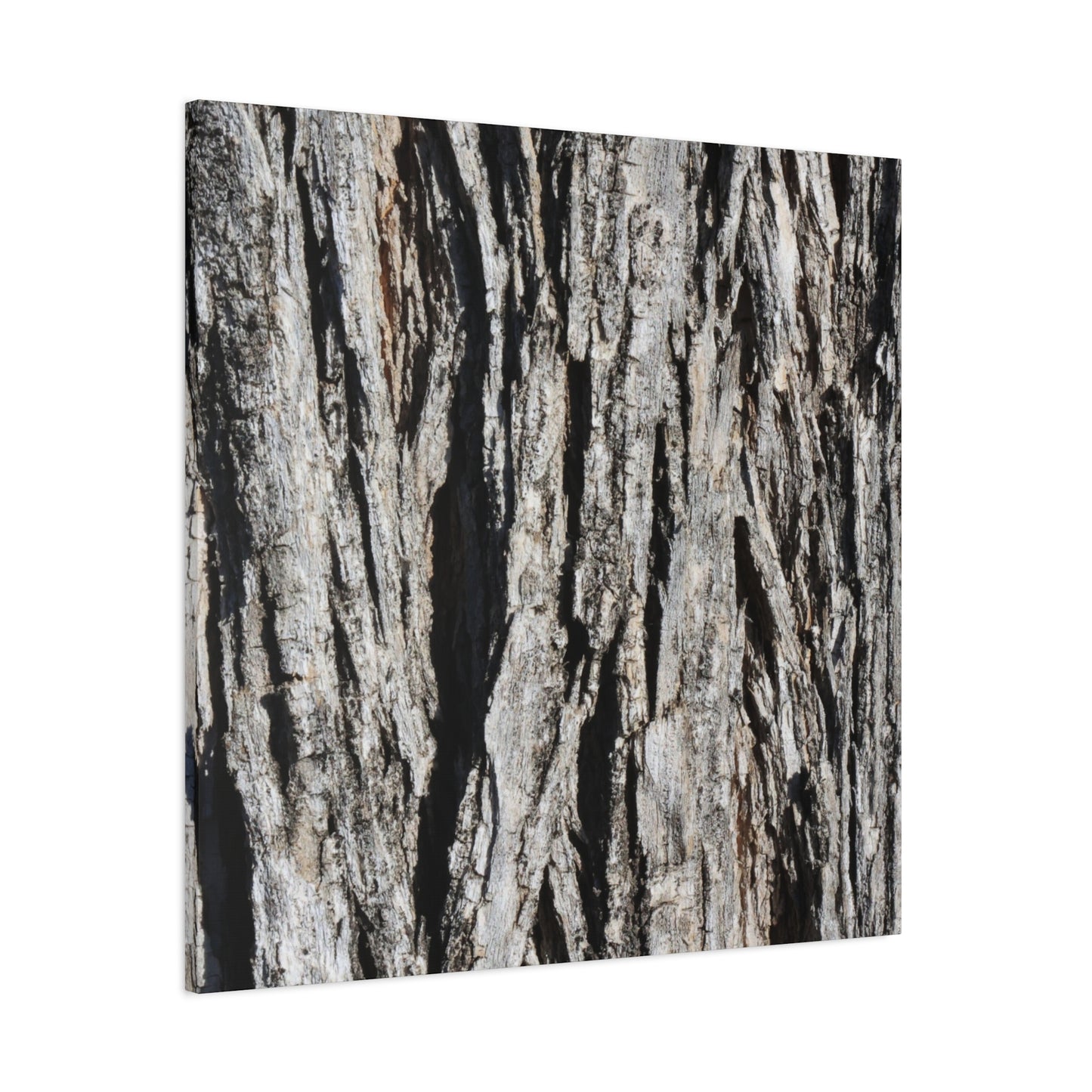 Bark Textures in Monochrome - Unique Frameless Canvas Wall Art