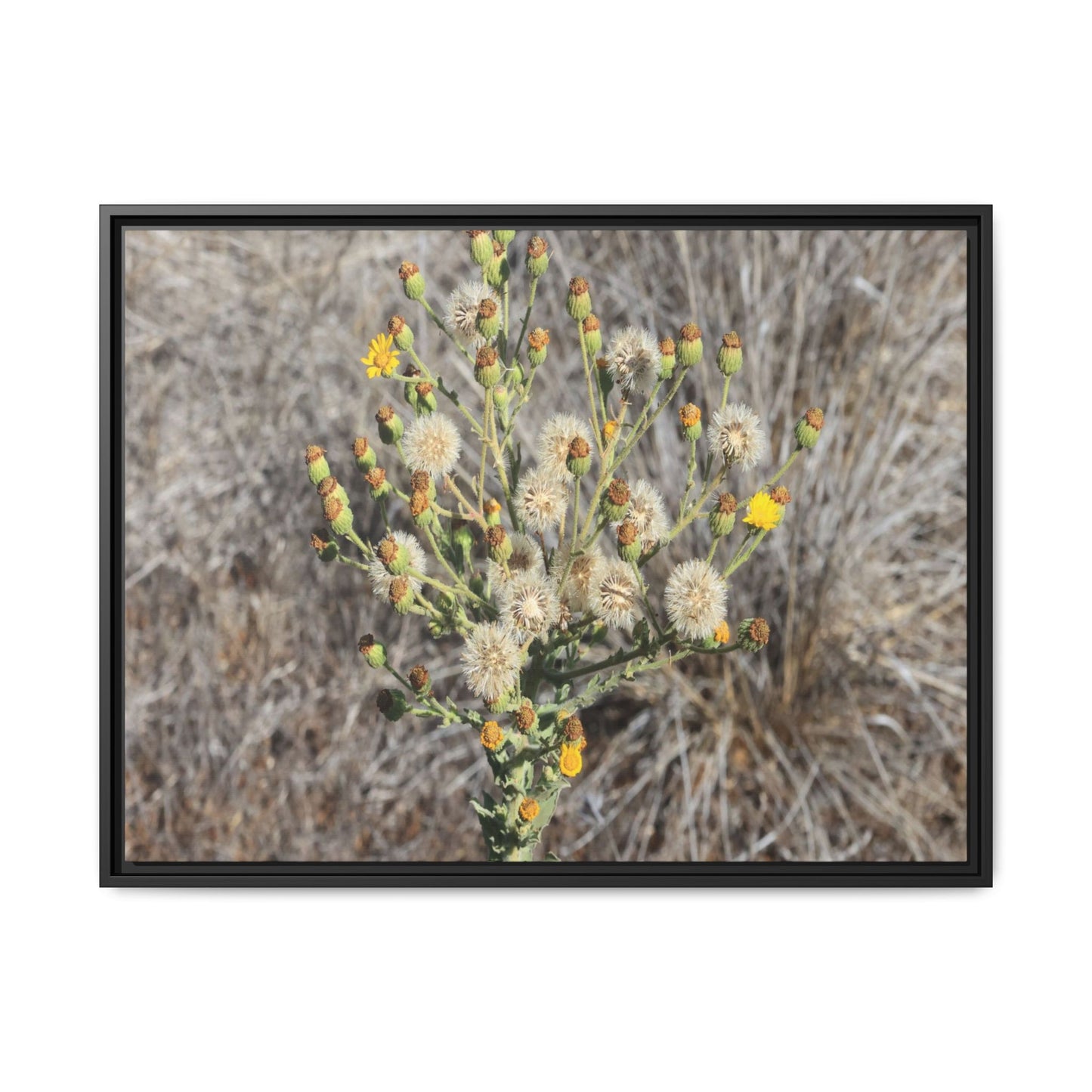 Whispers of the Dry Grass - Unique Stretched Canvas Wall Art - Art By Earth