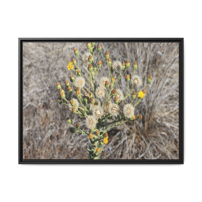 Whispers of the Dry Grass - Unique Stretched Canvas Wall Art - Art By Earth