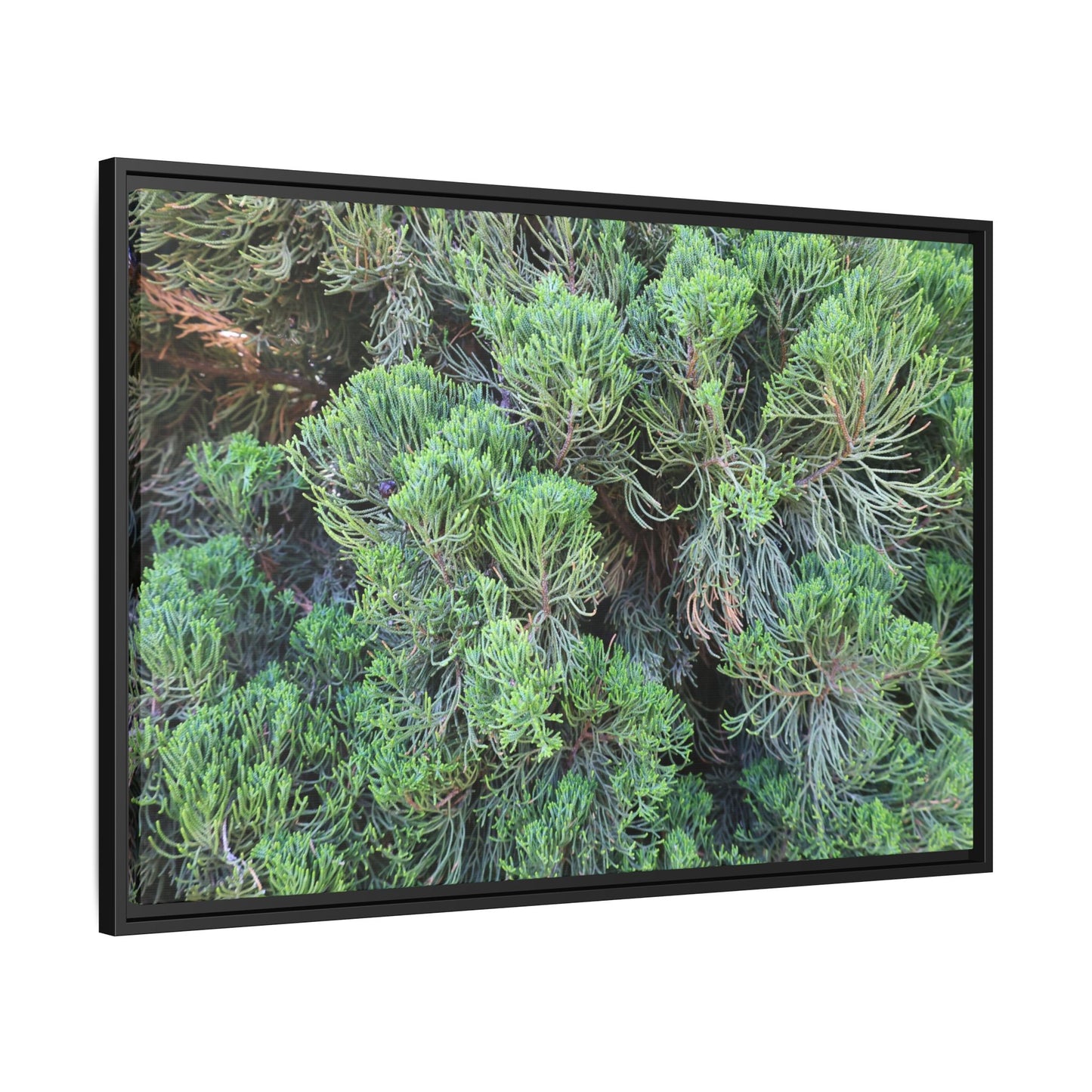 Verdant Whispers - Unique Stretched Canvas Wall Art