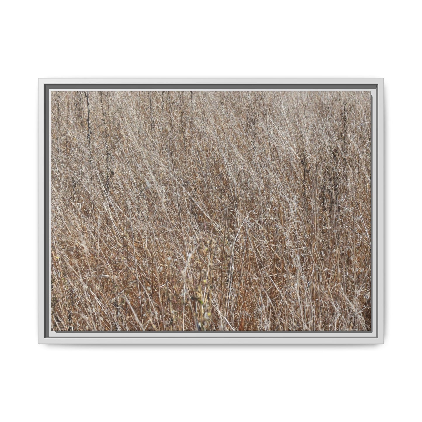 Dry Grass Symphony - Unique Stretched Canvas Wall Art - Art By Earth