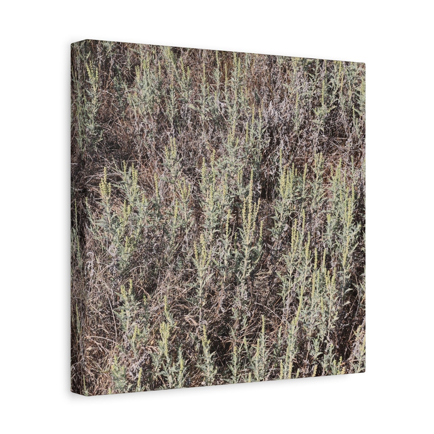 Whispers in the Sage - Unique Stretched Canvas Wall Art - Art By Earth