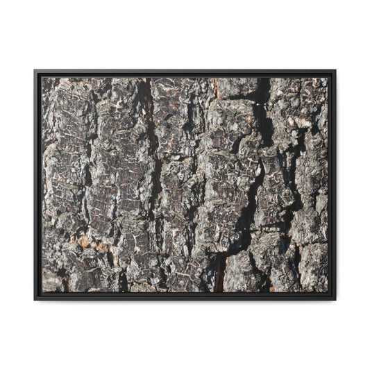 Bark Study in Gray - Unique Stretched Canvas Wall Art