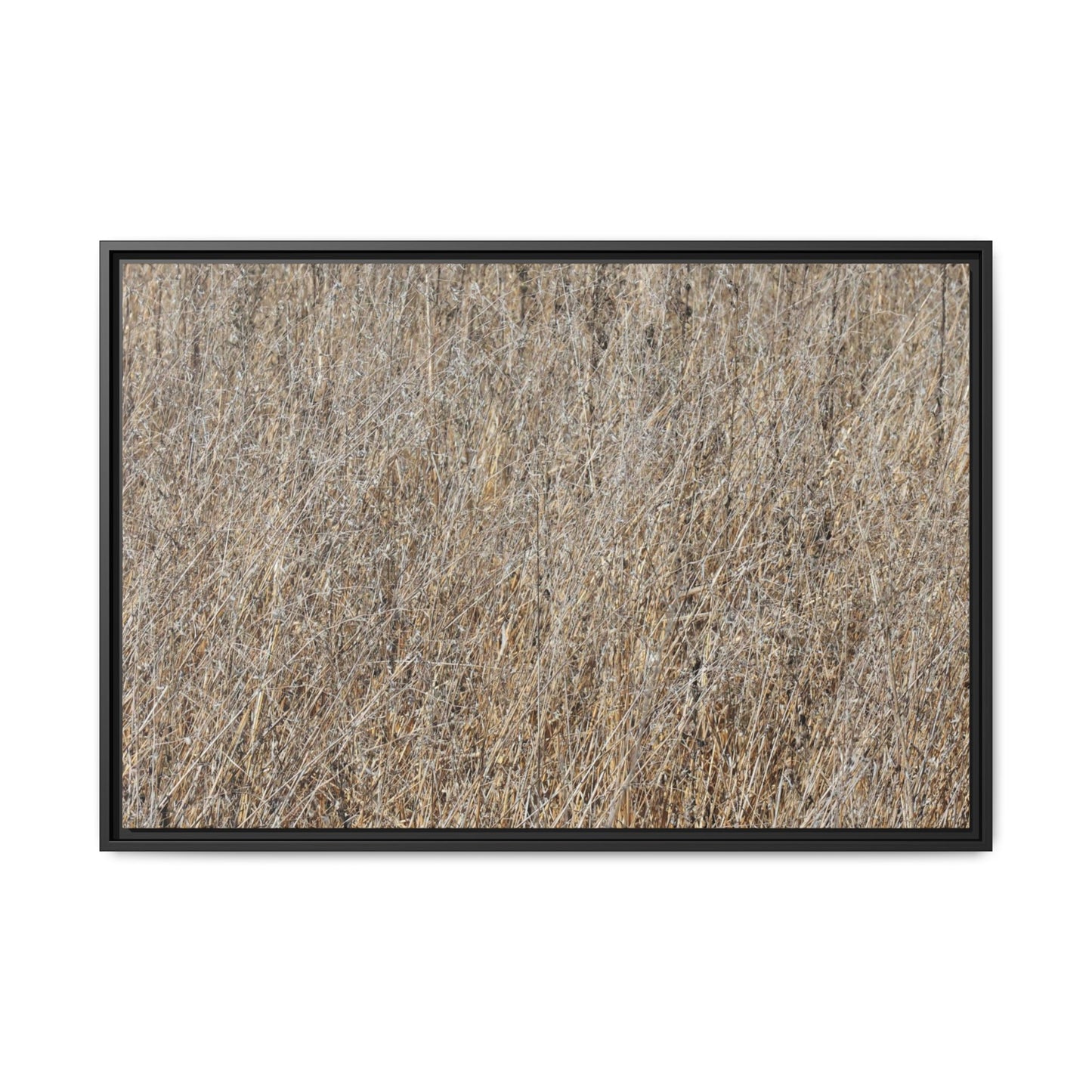Dry Straw Symphony - Unique Stretched Canvas Wall Art - Art By Earth