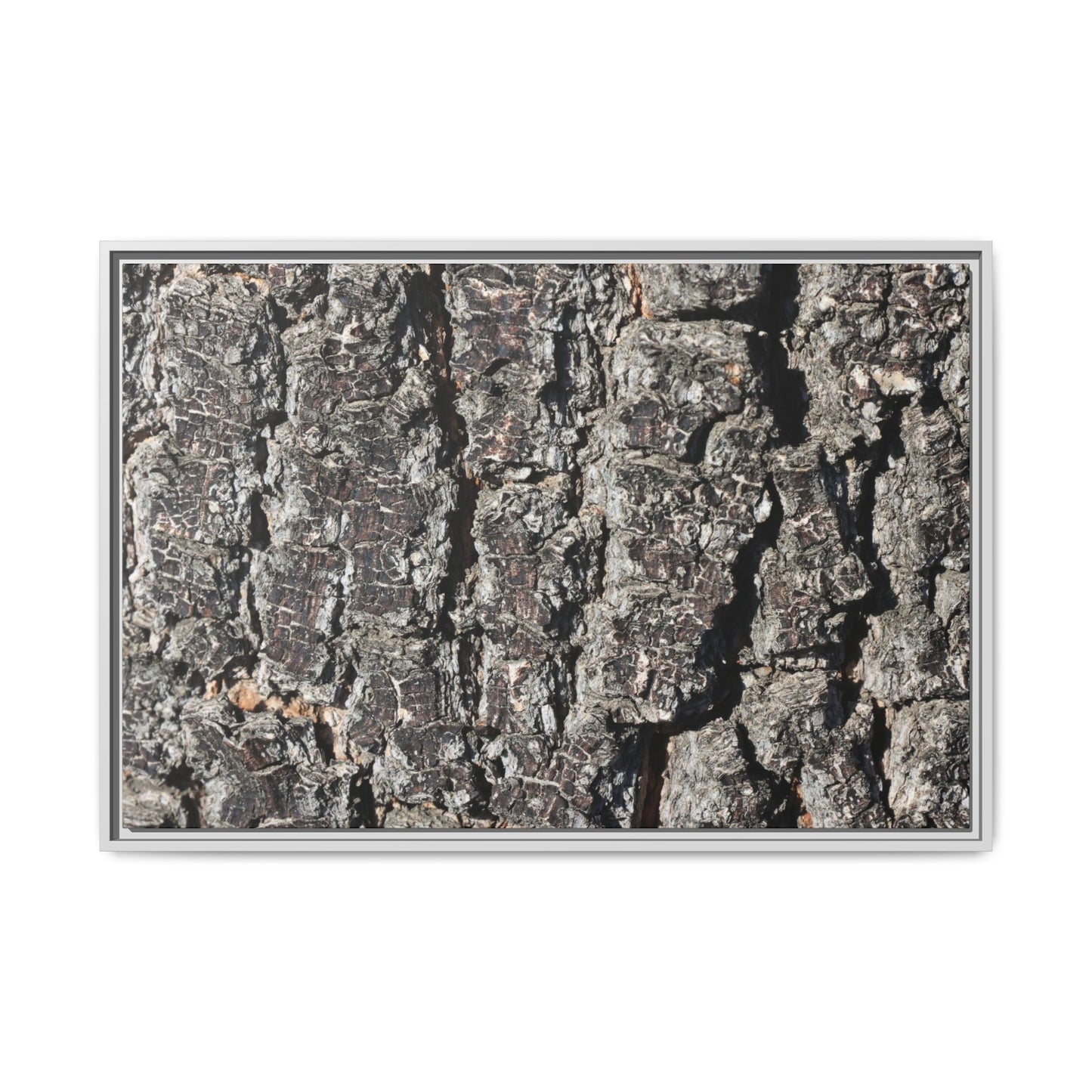 Bark Study in Gray - Unique Stretched Canvas Wall Art
