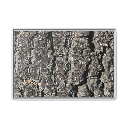Bark Study in Gray - Unique Stretched Canvas Wall Art
