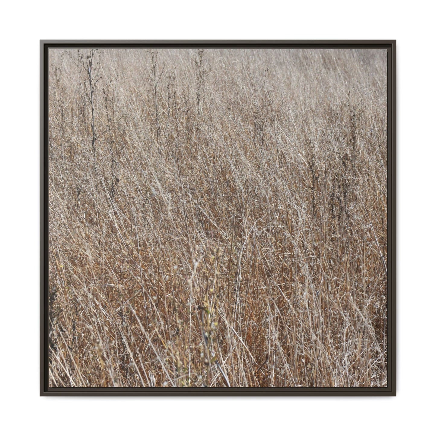 Dry Grass Symphony - Unique Stretched Canvas Wall Art - Art By Earth