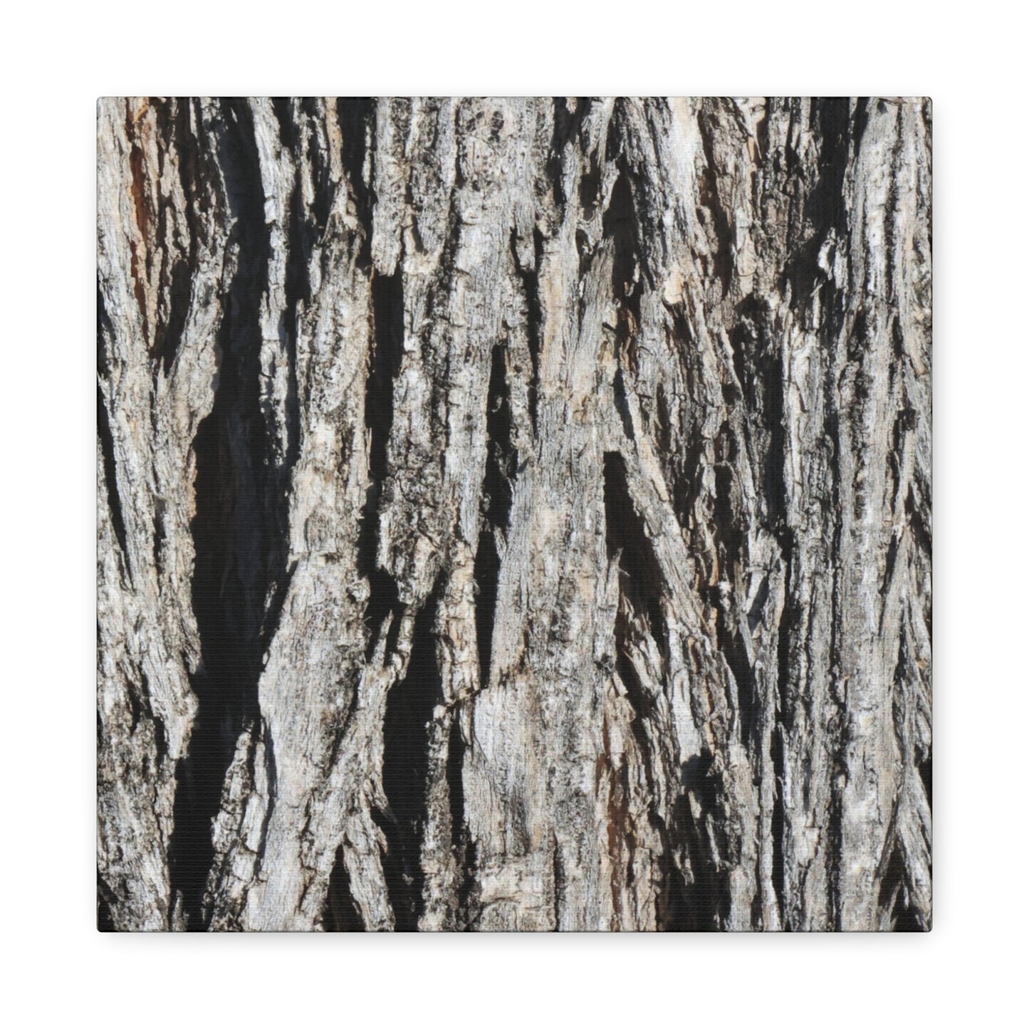 Bark Layers in Monochrome - Unique Frameless Canvas Wall Art