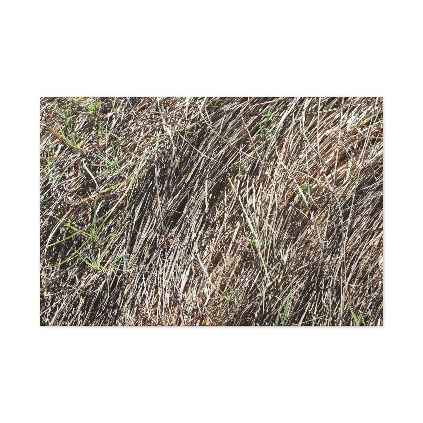 Tangled Wilderness - Unique Stretched Canvas Wall Art - Art By Earth