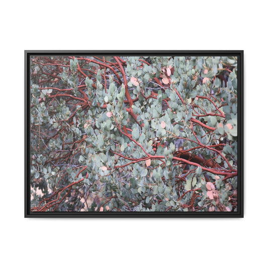 Whispers of Sage - Unique Stretched Canvas Wall Art