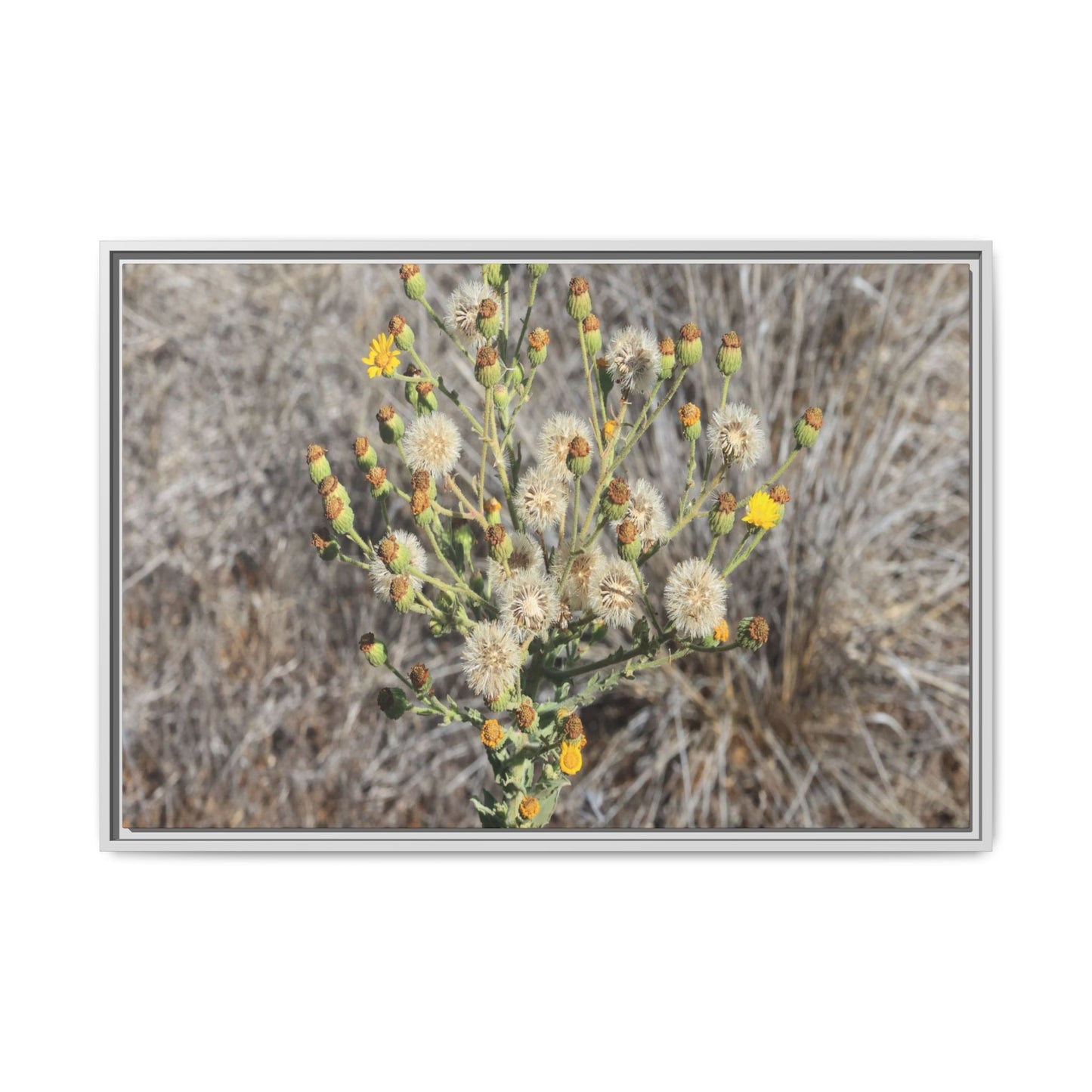 Whispers of the Dry Grass - Unique Stretched Canvas Wall Art - Art By Earth