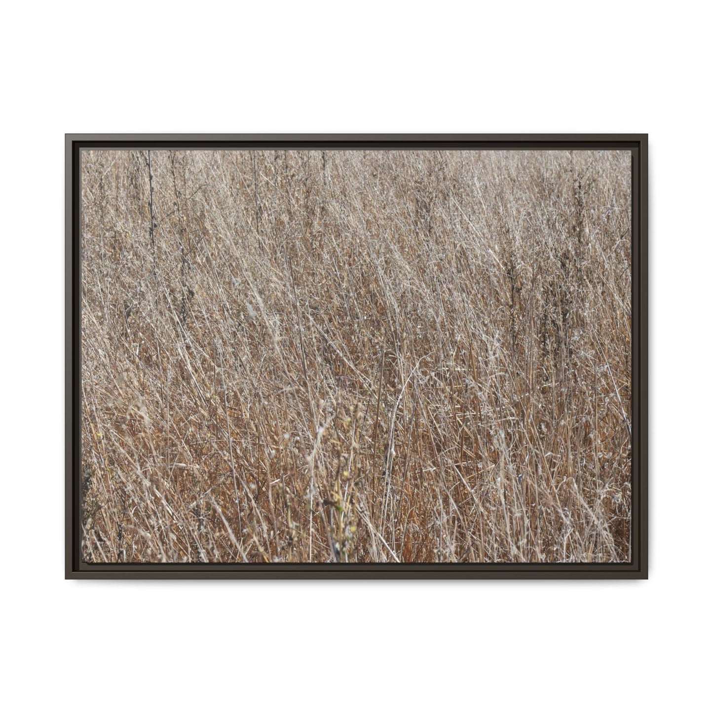 Dry Grass Symphony - Unique Stretched Canvas Wall Art - Art By Earth